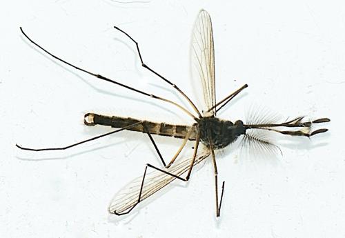 Réf. 321 065 : Aedes rusticus
